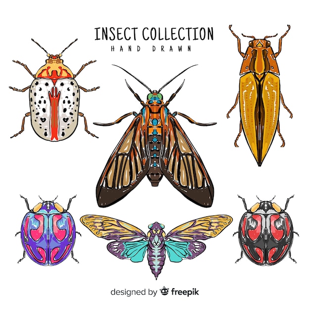 Vector hand drawn insect collection