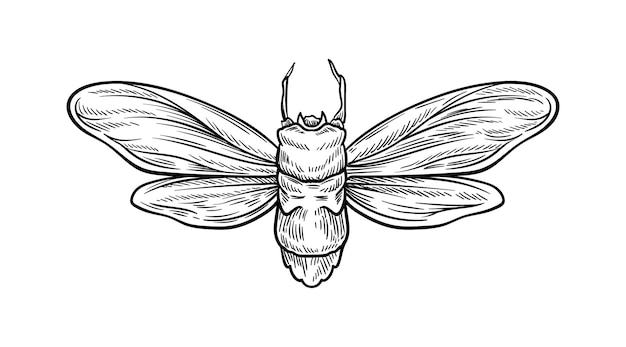 Concetto di insetto disegnato a mano schizzo di un animale carino con ali biologia e zoologia fauna e fauna selvatica modello e layout illustrazione vettoriale piatta lineare isolata su sfondo bianco