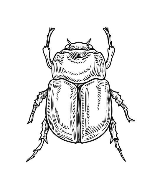 hand drawn insect concept sketch of cute animal with wings biology and zoology minimalistic art object educational material linear flat vector illustration isolated on white background