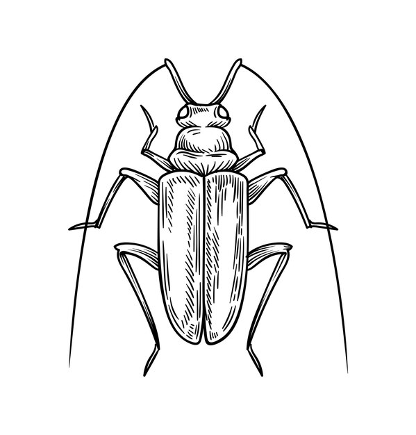 ベクトル 手描きの昆虫コンセプト 翼のある可愛い動物のスケッチ 生物学と動物学 春と夏 テンプレートとレイアウト 白い背景に隔離された線形の平面ベクトルイラスト