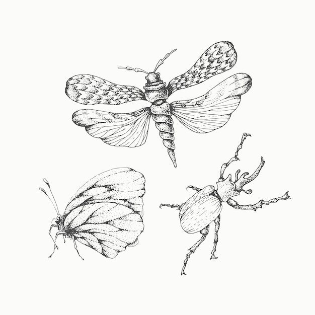 Vector hand drawn insects set, isolated vector monochromatic elements.