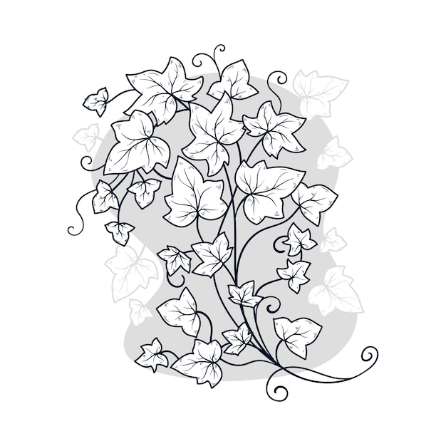 Vector hand drawn ivy drawing illustration