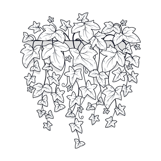 Hand drawn ivy drawing illustration