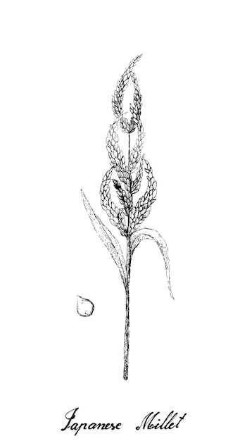 Hand Drawn of Japanese Barnyard Millets on White