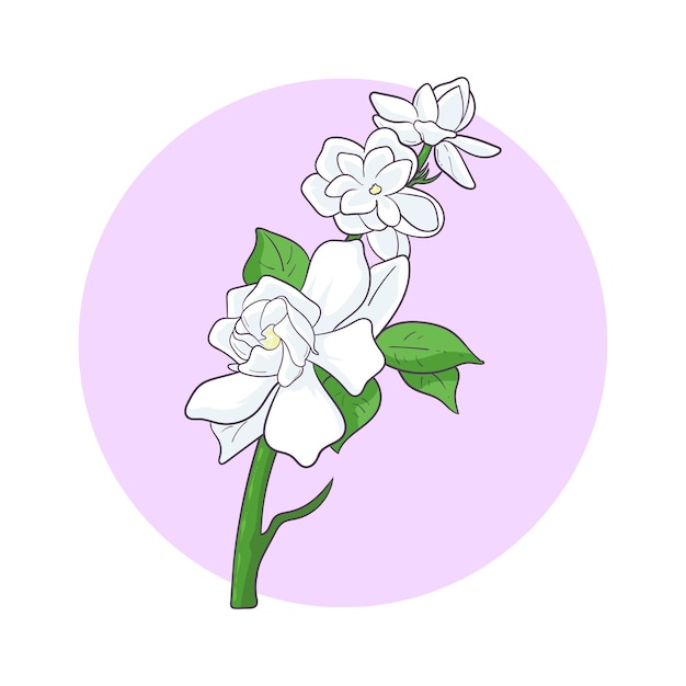 Vector hand drawn jasmine flower