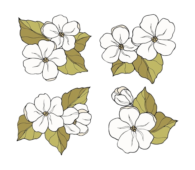 Vector hand drawn jasmine flowers