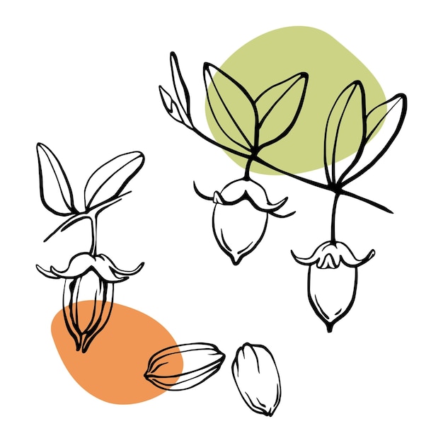Hand drawn jojoba seeds, branches and nuts outline black and white illustration set