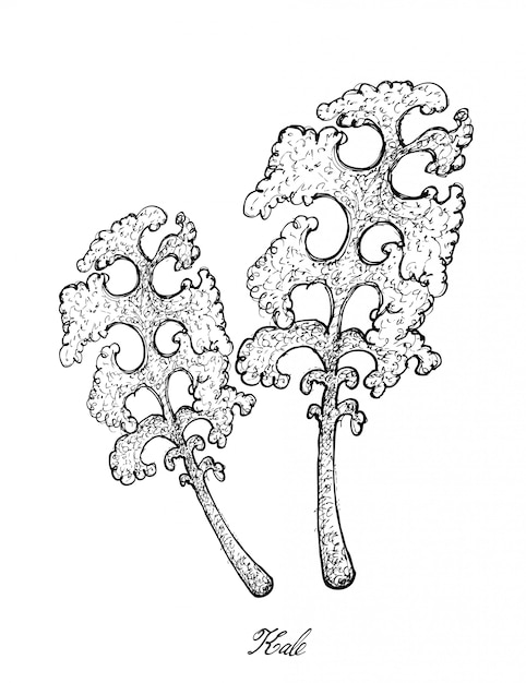 Disegnato a mano di kale plant su sfondo bianco