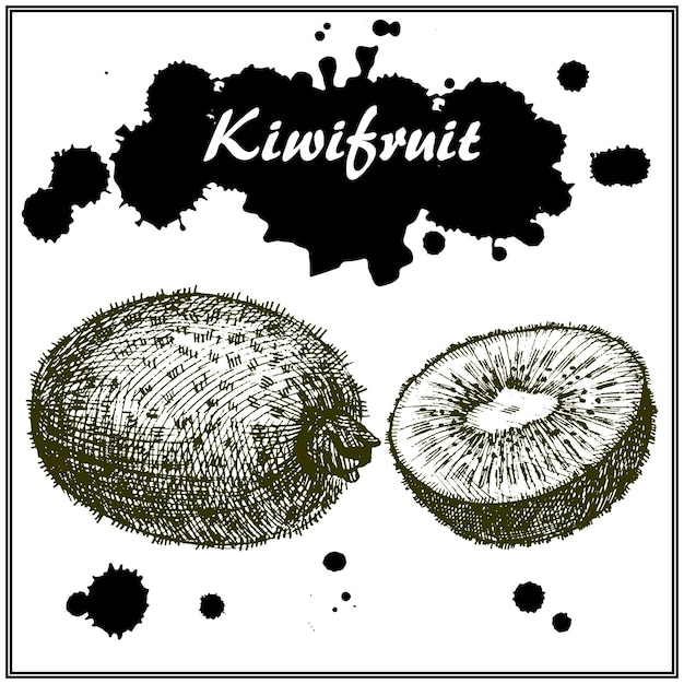 Hand Drawn kiwi fruit. Tropical summer fruit. Thin artistic pencil outline. Vintage ink flat style, engraved simple doodle sketches