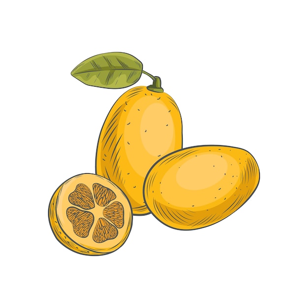 Agrumi kumquat disegnati a mano isolati su sfondo bianco