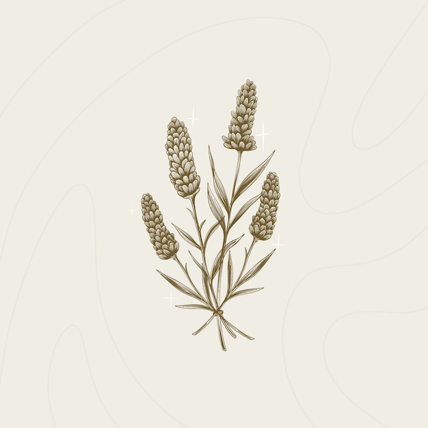 Vector hand drawn lavender outline illustration