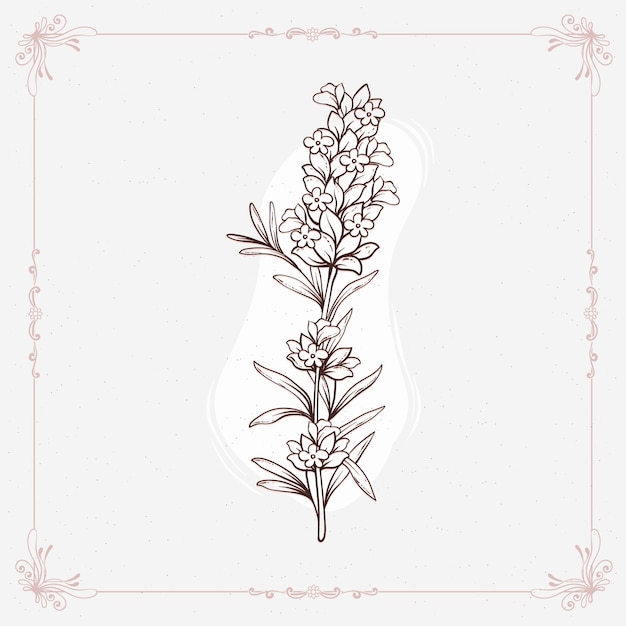 Hand drawn lavender outline illustration