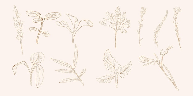 Hand drawn leaf line art hand drawn nature painting Free hand sketch illustration