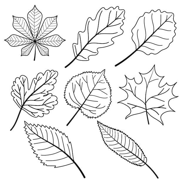 Hand drawn leaf in outline style