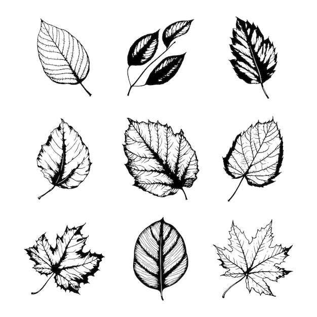 Hand drawn leaf vector set