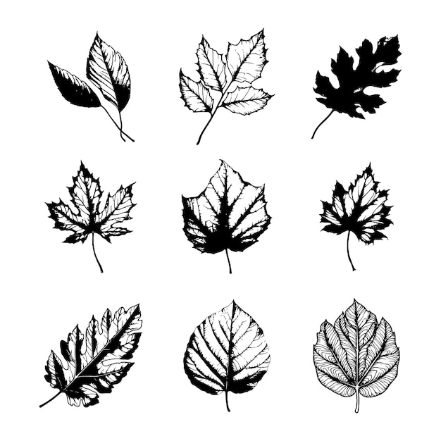 Hand drawn leaf vector set