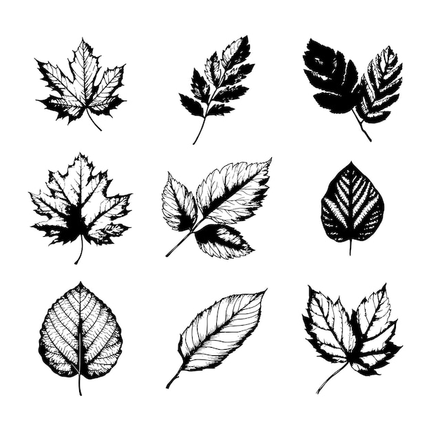 手描きの葉のベクトルセット