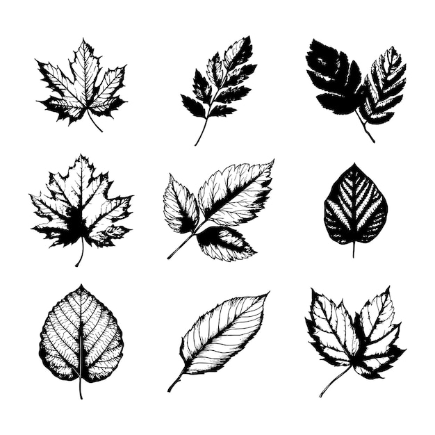 Hand drawn leaf vector set