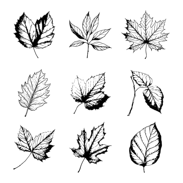 Vector hand drawn leaf vector set