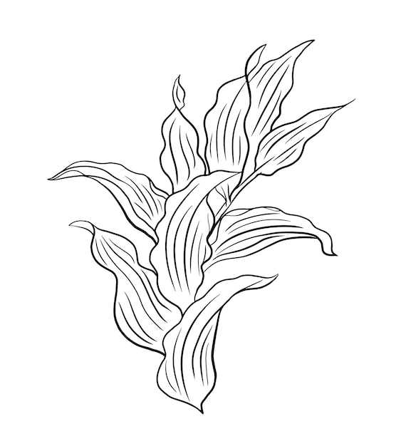 Hand drawn leaf vector
