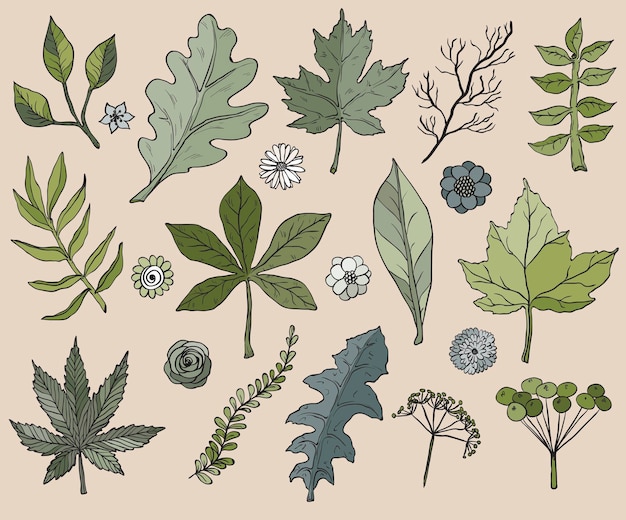 Hand drawn leafs and plants Vector illustrations