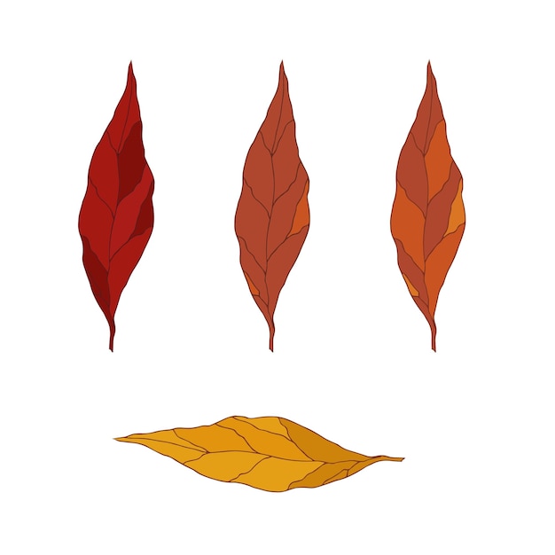 Hand drawn leaves in different autumn colors Isolated objects Vector art