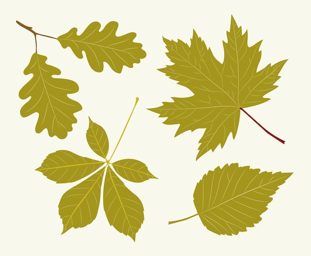 Hand drawn leaves vector set