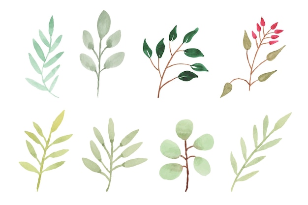 Vector hand-drawn leaves with watercolor