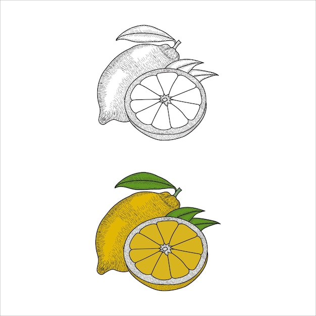 Vector hand drawn lemon vector illustration for coloring books page