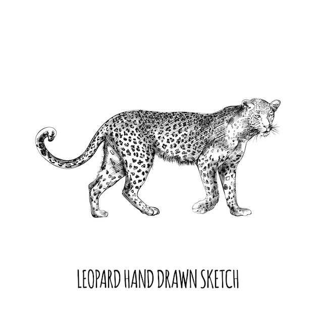 Vector hand drawn leopard animal sketch illustration design