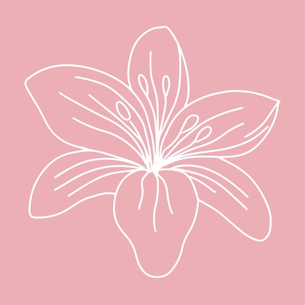 Hand drawn lily Beautiful delicate lily Vector illustration