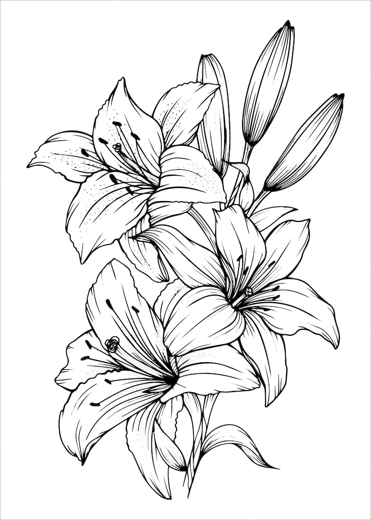 Premium Vector | Hand drawn lily bouquets lily flowers