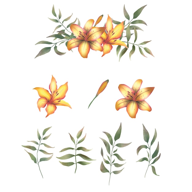 Hand drawn lily elements