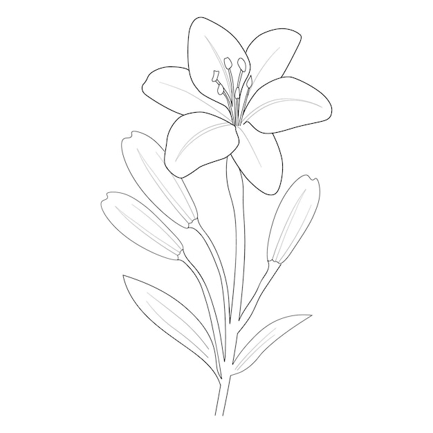 Hand Drawn Black Lily Flower Composition In Cute Doodle Style. Luxury  Elegant Sketch V Royalty Free SVG, Cliparts, Vectors, and Stock  Illustration. Image 193749173.