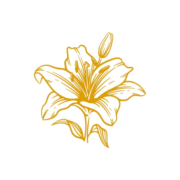 Hand drawn lily flower Lily flower line art vector illustration