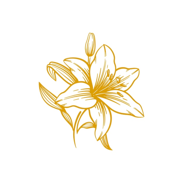 Vector hand drawn lily flower lily flower line art vector illustration