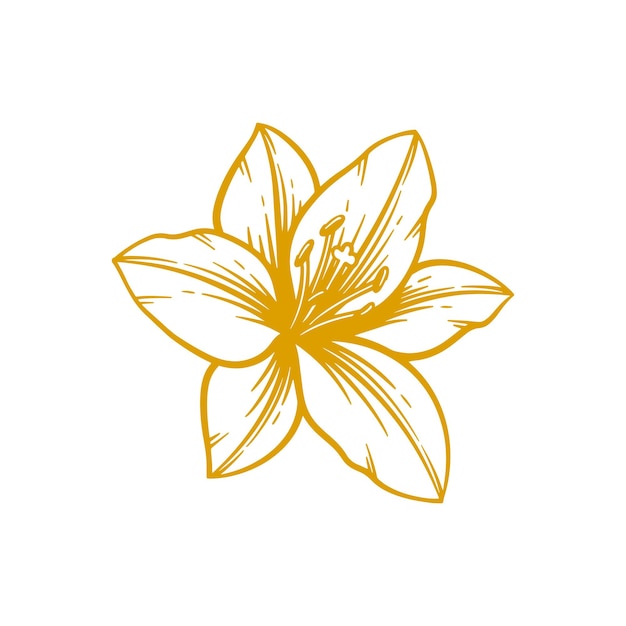 Вектор Ручной обращается цветок лилии цветок лилии линии искусства векторные иллюстрации