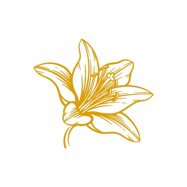 Vector hand drawn lily flower lily flower line art vector illustration