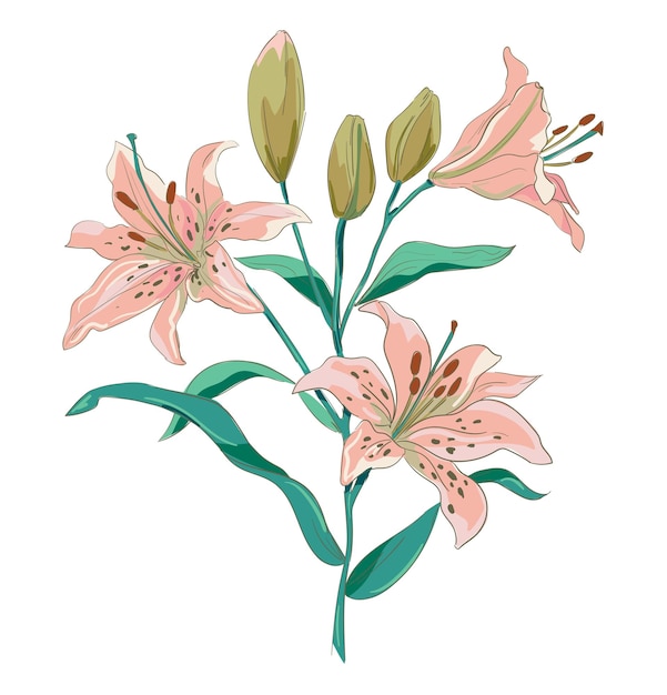hand drawn lily flowers beautiful decorative flowers element for design vector illustration