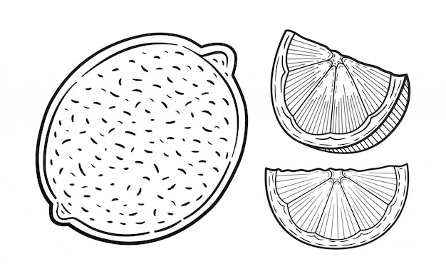 Набор рисованной лайма или лимона. целый лимон, нарезанные кусочками, половина, лист и эскиз семян. фрукты выгравированы стиль иллюстрации. детальный рисунок цитрусовых.