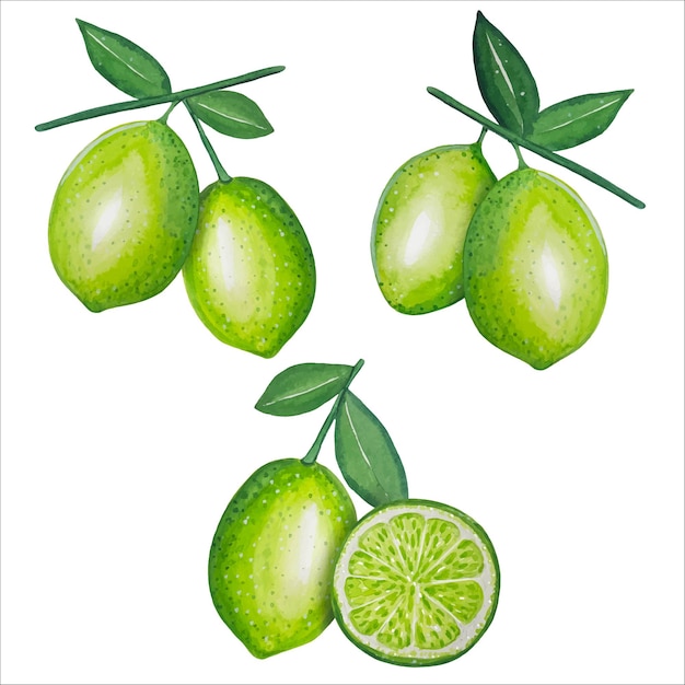 Vector hand drawn limes on a branch watercolor illustration