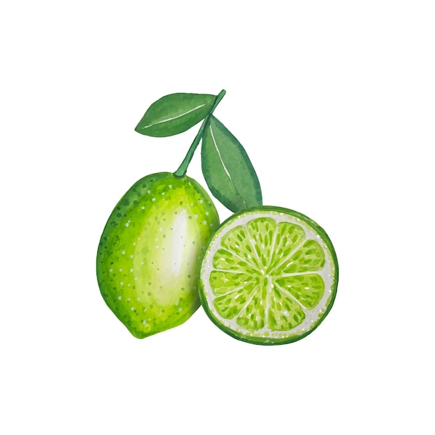 Vector hand drawn limes watercolor illustration