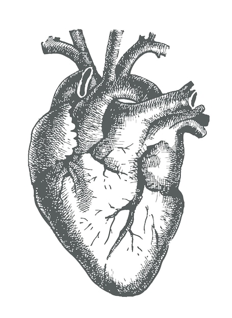 Cuore umano. Disegno lineare anatomico realistico, illustrazione vettoriale  Immagine e Vettoriale - Alamy