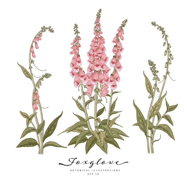 Linea disegnata a mano arte foxglove fiore decorativo insieme isolato su sfondi bianchi