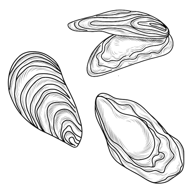 Hand drawn line art illustration of oysters and shells