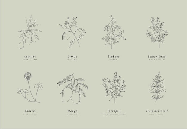 Вектор Ручно нарисованная линия искусства лекарственных и косметических растений и целебных трав