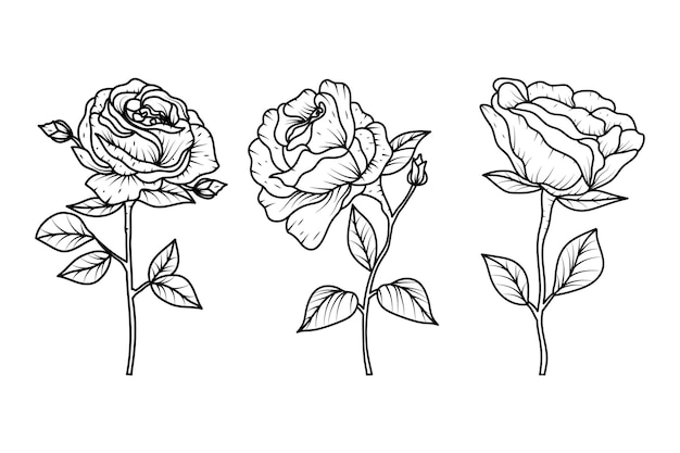 Vector hand drawn line art rose flower design illustration for prints logospostercardbranding