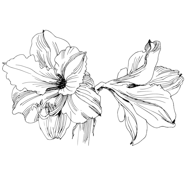 Vector hand drawn line art vector of amaryllis hippeastrum flower