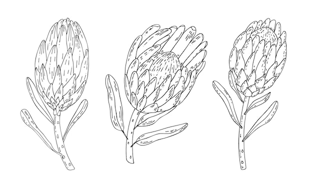 Vector hand drawn line set of king protea isolated collection of exotic tropical hand drawn flower