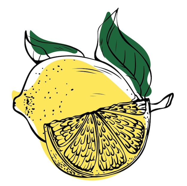 Нарисованный вручную линейный один цельный желтый лимон с ломтиком лимона и зелеными листьями на белом фоне